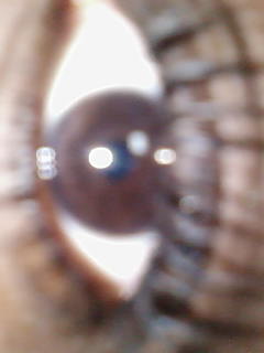 yeux